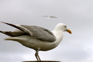 Seagull Near and Far