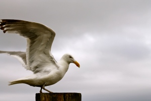 Seagull Outstretched