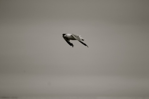 Seagull in Flight 2