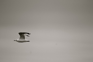 Seagull in Flight 1