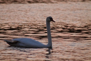 Swan at Twilight